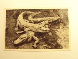 Régi képeslap levelezőlap - Aligátor és nílusi krokodilusok - Székesfővárosi Állatkert kiadása
