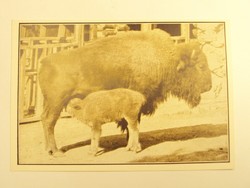Régi képeslap levelezőlap - Amerikai bölénytehén néhánynapos - Székesfővárosi Állatkert kiadása