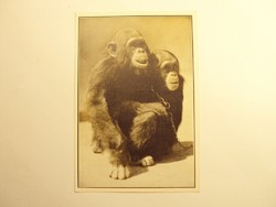 Régi képeslap levelezőlap - Boby és Daisy, az ifjú csimpánzok - Székesfővárosi Állatkert kiadása