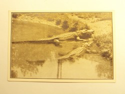 Régi képeslap levelezőlap - Csukaorrú aligátorok - Székesfővárosi Állatkert kiadása