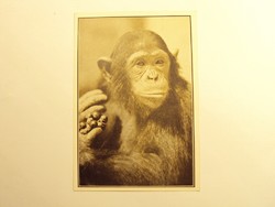 Régi képeslap levelezőlap - Boby, a hím csimpánz szőlőt eszik - Székesfővárosi Állatkert kiadása