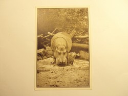 Régi képeslap levelezőlap - A gondos vízilóanya őrzi négyhetes fi - Székesfővárosi Állatkert kiadása