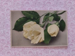 Régi virágos képeslap 1907 levelezőlap sárga rózsa