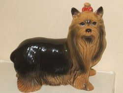 Rare yorkshire terrier dog