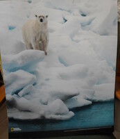 Poszter 12.: Jegesmedve a Spitzbergákon, Norvégia (fotó; sarkvidék, jég)