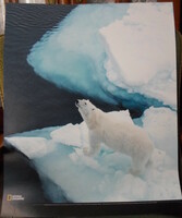 Poszter 13.: Jegesmedve egy úszó jégtáblán a Spitzbergák közelében, Norvégia (fotó; sarkvidék, jég)