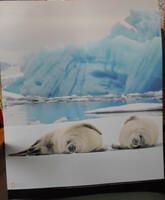 Poster 7.: Crab-eating seals on a floating iceberg in Antarctica (photo; Arctic, ice)