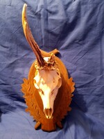 Deer trophy, with a beautifully carved coaster