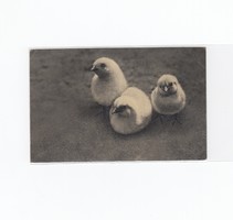 Húsvéti képeslap postatiszta 1945 Csirkék