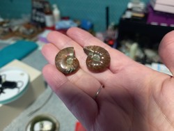 4cm es hibátlan szép madagaszkári ammonitesz pár fosszília