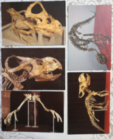5 db dinoszaurusz csontváz képeslap 250 ft/postatiszta