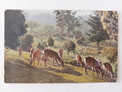 Old postcard postcard forest hazel landscape