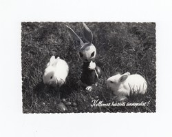 Húsvéti képeslap fekete-fehér nyúl