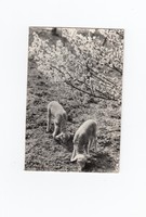 Húsvéti képeslap fekete-fehér bárány
