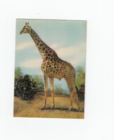 Üdvözlő képeslap postatiszta zsiráfos 3-D
