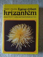 Paksy: chrysanthemums all year round, negotiable