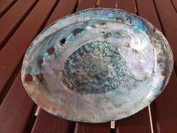Pávakagyló- Abalone- óriás méret