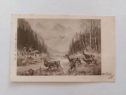 Régi képeslap 1901 levelezőlap szarvasok őzek