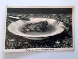 Old postcard from Miskolc blinks like a greeting card with a frog in the jelly of Miskolc
