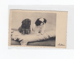 Üdvözlő képeslap kutyusok 1952 K:02