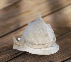 Óriás csiga, 27 cm. 2650 g. csigaház