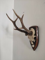 1pc deer antler trophy on wooden base 1972. From the legacy of academic Dr. Márta Ferenc