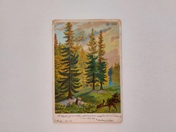 Old postcard 1900 postcard landscape pine forest hazel blue