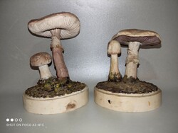 Mushroom display device at a piece price