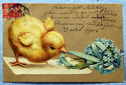 Antik dombornyomott Húsvéti üdvözlő litho képeslap  kiscsibe nefelejcs csokrot próbál kibontani