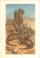 Brehms Tierleben - Egyiptomi mongúz - reprint