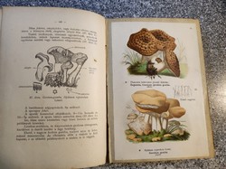Istvánffi Gyula: A magyar ehető és mérges gombák könyve. 42 szines nyomtatású és 150 c.képpel.1899.