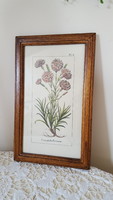 Very nice, hand-colored botanical picture in a glazed wooden frame 33.5*20.5