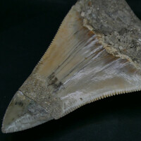 Megalodon fog fosszília. Természetes kövület. 88 mm. 63 gramm. Miocén időszak.