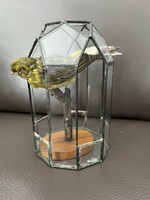 Antique crested bird songbird preparation, taxidermy