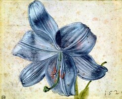 Lily Study, painting reproduction (1526 Albrecht Dürer)