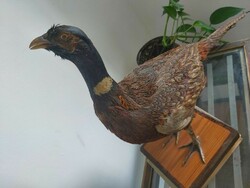 A stuffed pheasant bird trophy from a legacy