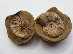 Jurassic snail 5-6 cm cleoniceras snail fossil