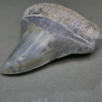Megalodon fog fosszília. Természetes kövület. 58 mm. 43 gramm.