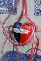 Vintage orvosi szemléltető eszköz a keringésröl -pumpálható