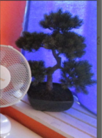 Mű bonsai művirág