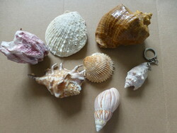 Seashells in good condition