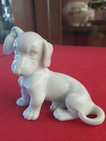 Rare augarten wien austria sitting dachshund dog porcelain figurine.