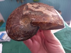 520 g Eredeti hibátlan szép egesz  monumentális madagaszkári ammonitesz fosszília 12cm!!!