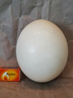 Ostrich egg (empty eggshell)