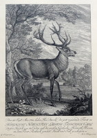 Stag, ridinger copperplate