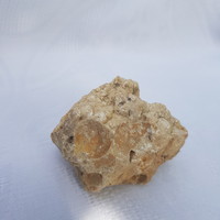 Kőzetgyűjteményből megkövesedett kagylók fosszília