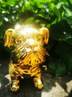 ARANY EOZINOS  BULLDOG, KUTYA