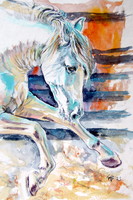 Andalusian horse ii - watercolor painting / Andalusian horse ii - watercolor painting