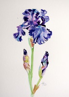 Iris - watercolor painting / iris - watercolor painting