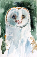 Barn owl portrait - watercolor painting / barn owl portrait - watercolor painting